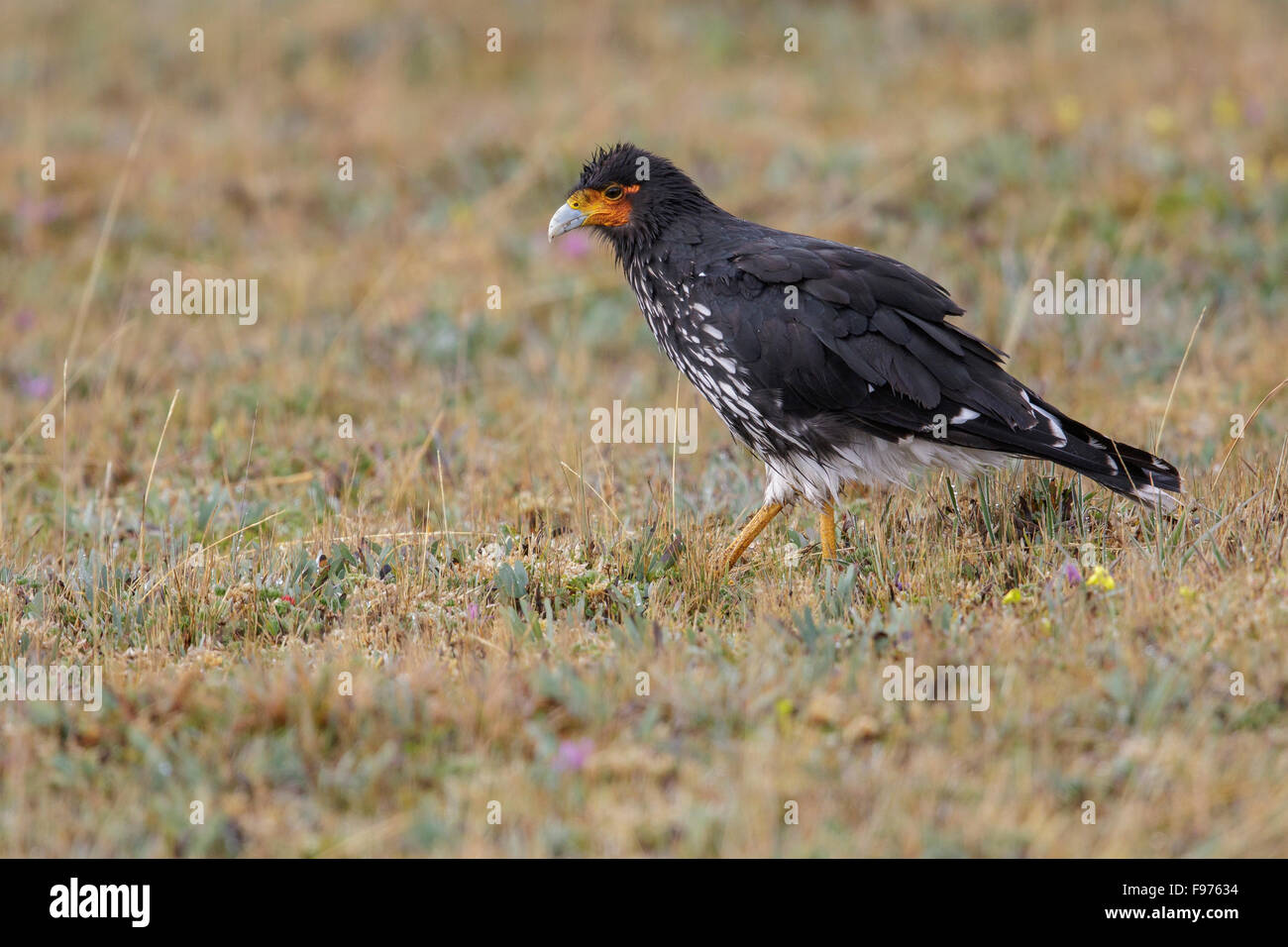 Carunculated Karakara (Phalcoboenus Carunculatus) thront auf einem Ast in Ecuador. Stockfoto