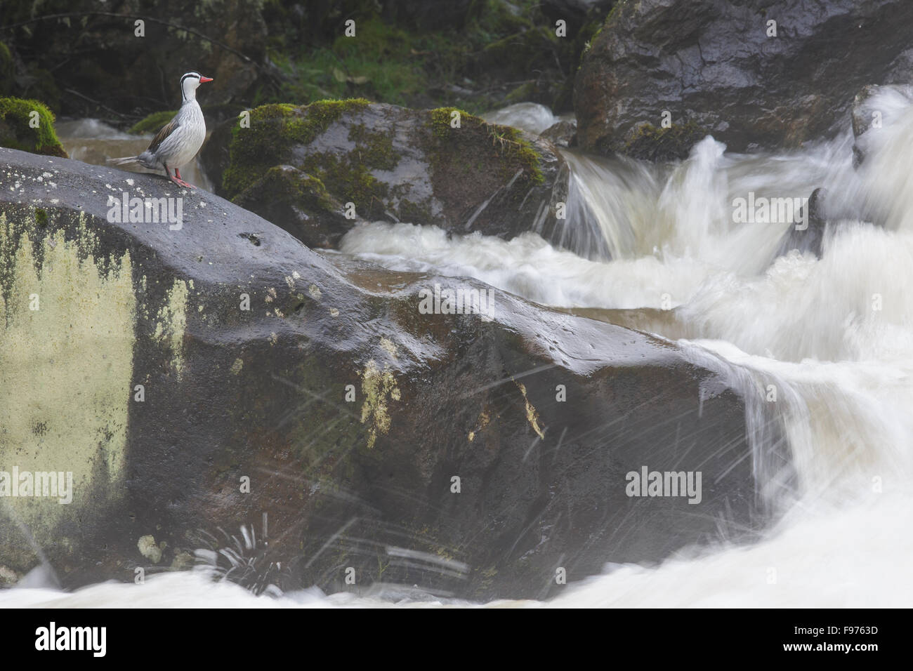 Torrent-Ente (Merganetta Armata) neben einem rauschenden Fluss in Ecuador. Stockfoto
