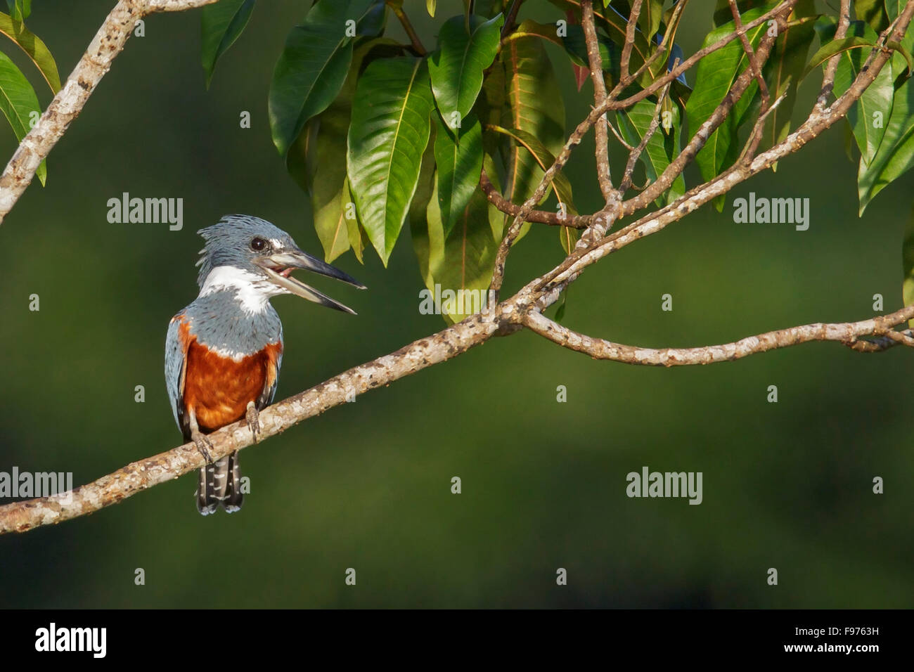 Beringter Kingfisher (Megaceryle Torquata) thront auf einem Ast in Ecuador. Stockfoto