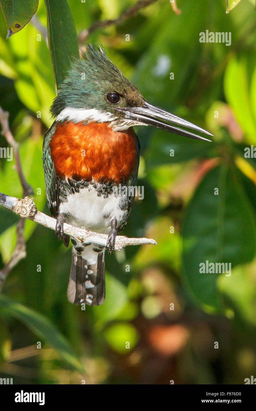 Grün-Eisvogel (Chloroceryle Americana) thront auf einem Ast in Manu Nationalpark in Peru. Stockfoto