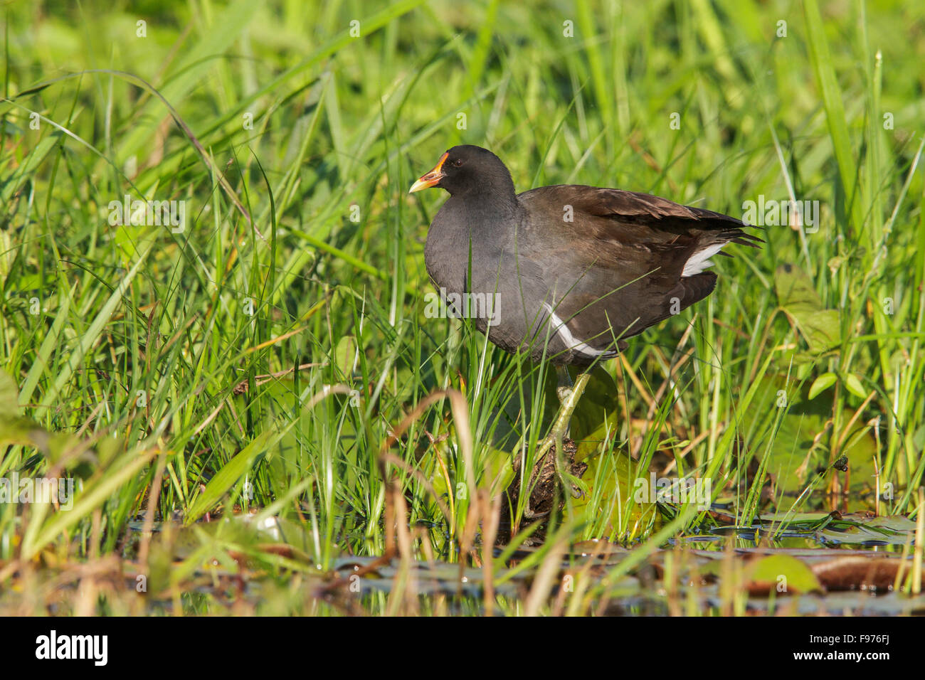 Teichhühner (Gallinula Chloropus) Fütterung am Rande eines Sees in Manu Nationalpark in Peru. Stockfoto