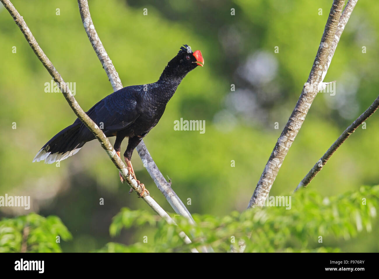 Razorbilled Hokkohühner (Mitu Tuberosum) thront auf einem Ast in Manu Nationalpark in Peru. Stockfoto