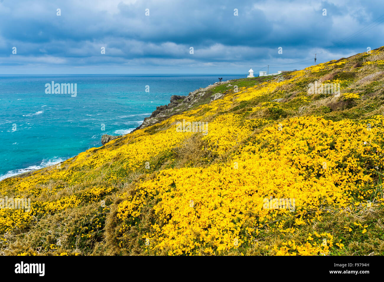 Blühender Ginster auf der Landzunge wissen wie Pendeen Watch im Hintergrund Pendeen Lighthouse Cornwall England UK Europe Stockfoto