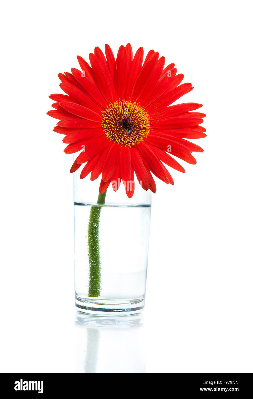 Schöne Gerbera in ein Glas Wasser isoliert auf weiss Stockfoto