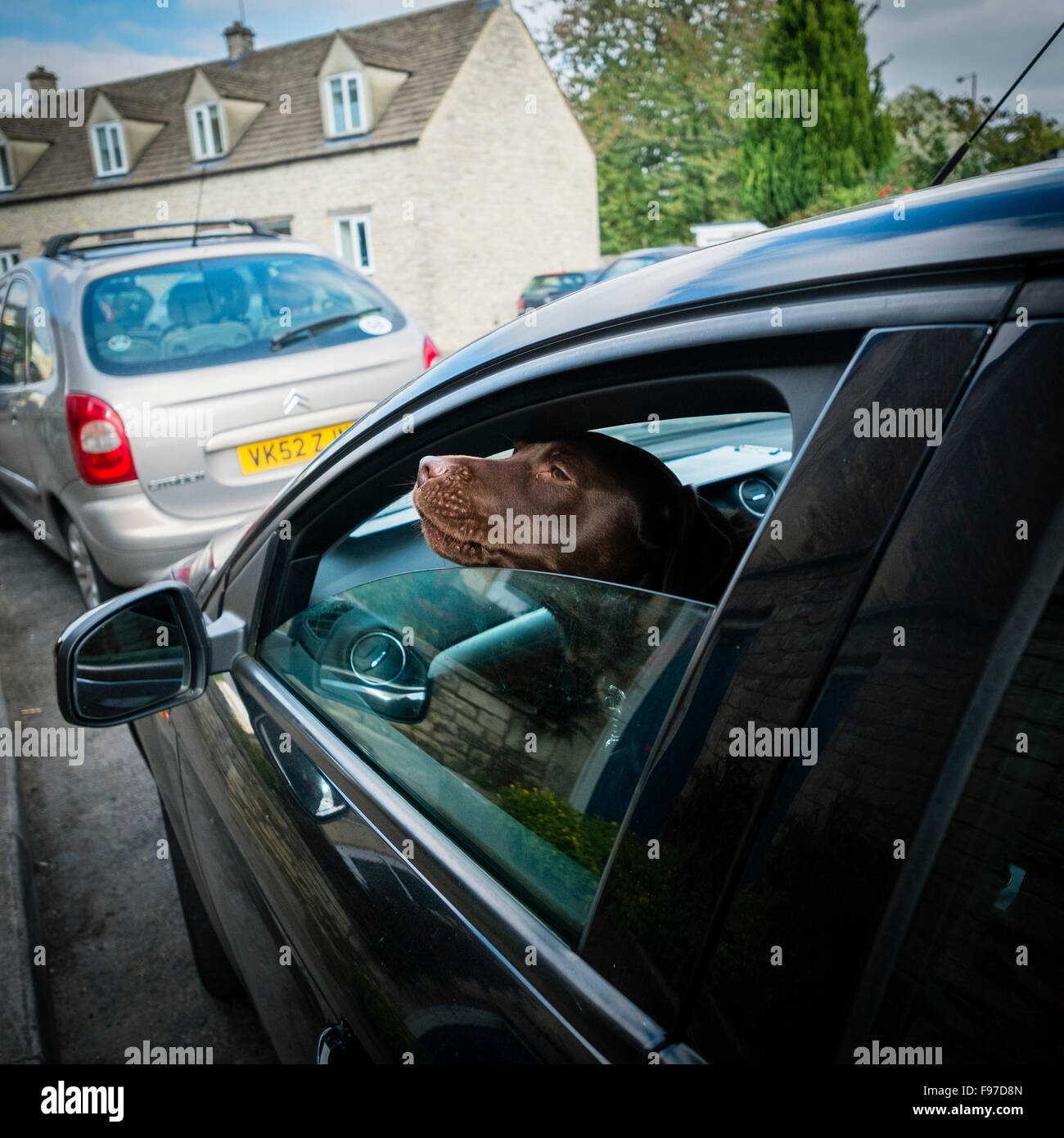 Der Leiter der Red Setter Hund stossen aus dem offenen Fenster eines parkenden Autos auf einen Sommer am Nachmittag Cirencester, Gloucestershire, England, UK Stockfoto
