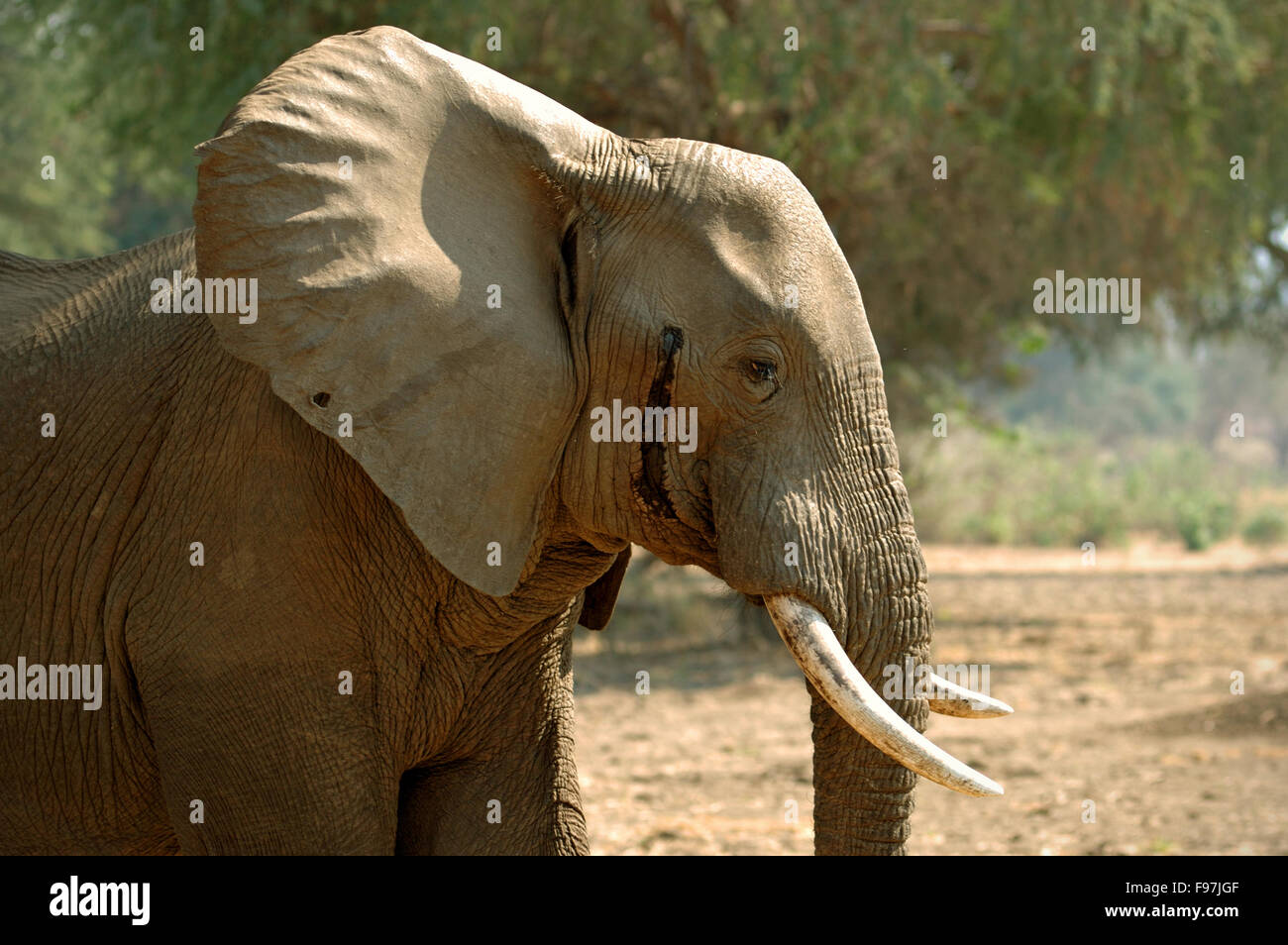 Männliche Elefanten in Musth in die niedrigere Zambezi Nationalpark, Sambia Stockfoto