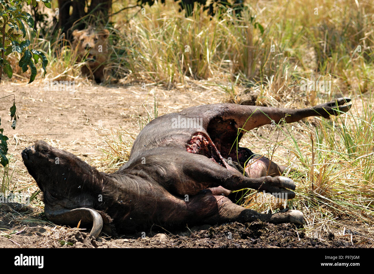 Vor kurzem getötet afrikanischer Büffel mit einem Löwen sitzen auf der Wiese in der unteren Sambesi Nationalpark, Sambia Stockfoto