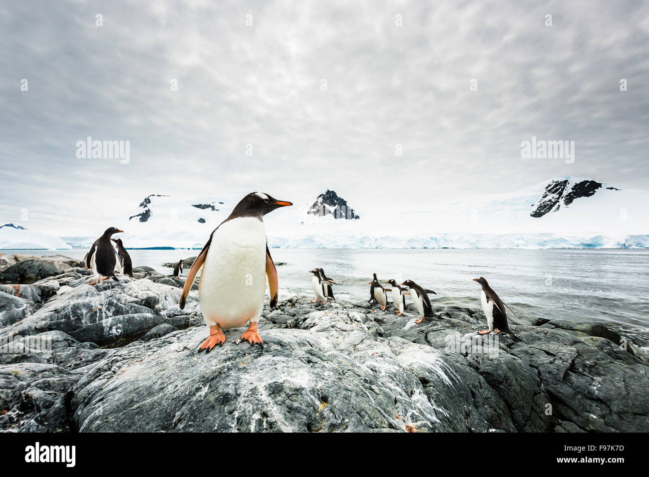 Gentoo Penguins, Waterboat Punkt, Paradise Harbour, antarktische Halbinsel, Antarktis. Stockfoto