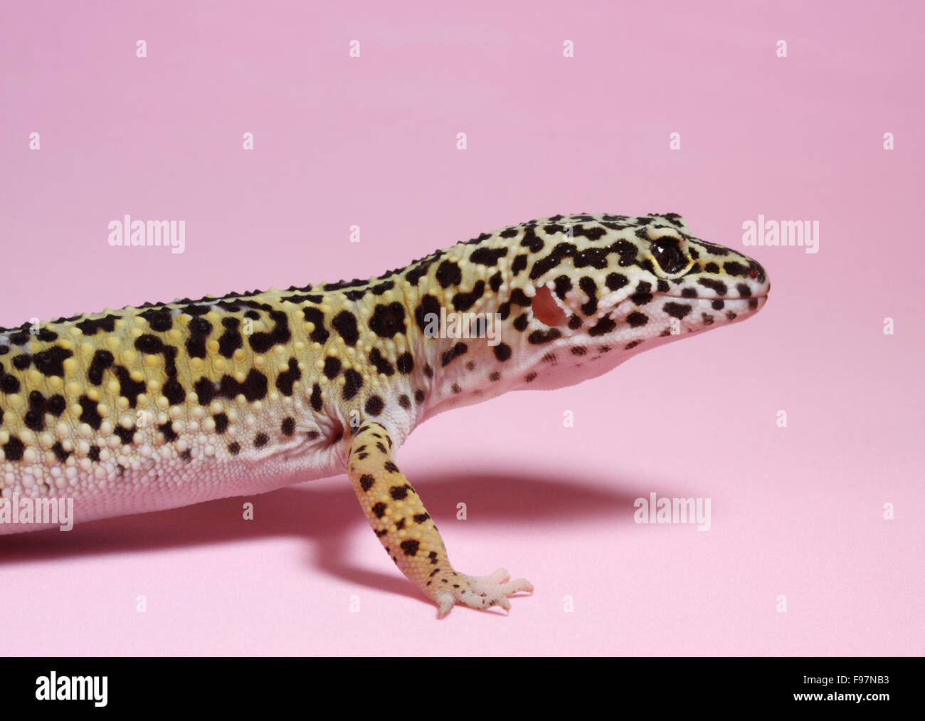 Gecko Stockfoto