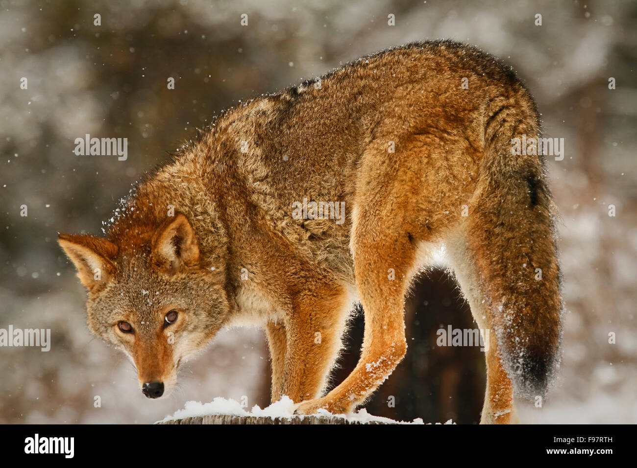 Kojote im Winter Stockfoto