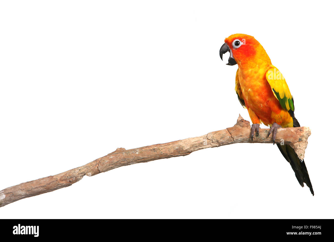 Sun Conure Papagei schreiend auf einem Ast Stockfoto