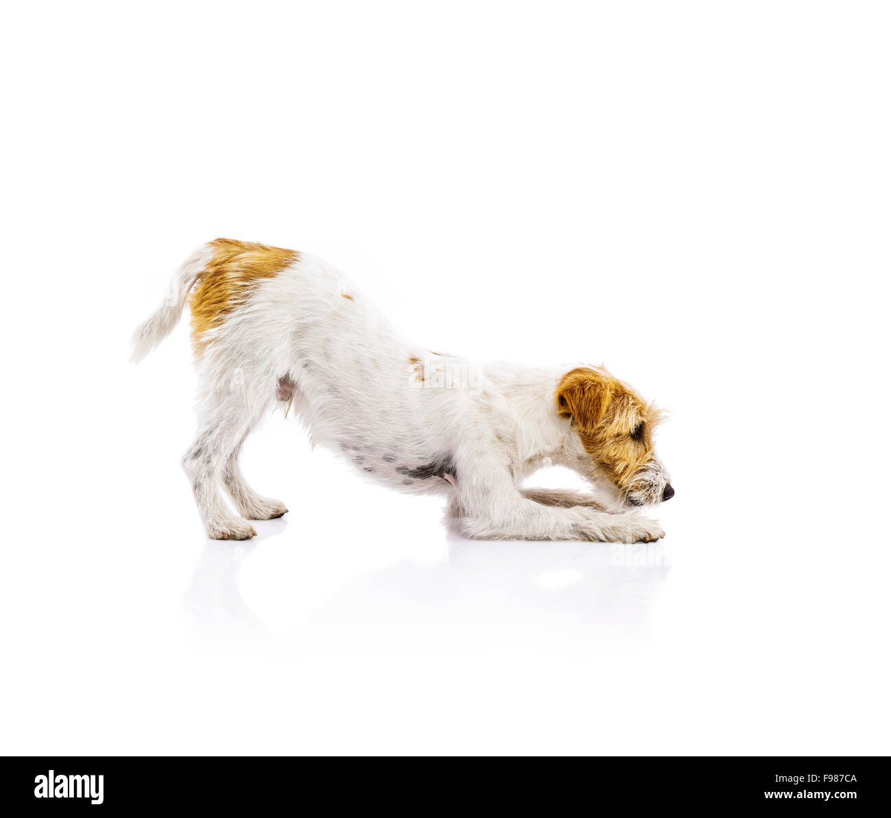 Eine entzückende junge Parson-Russell-Terrier Hund isoliert auf weißem Hintergrund Stockfoto