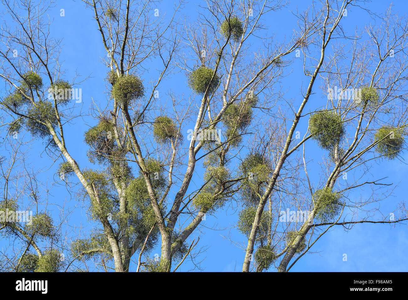 Mistelpflanze Parasit auf Baum Stockfoto