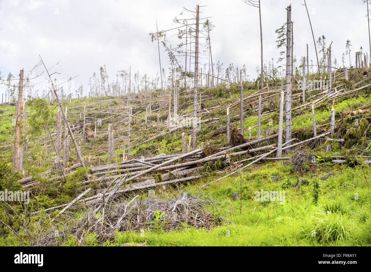 Zerstört Wald als Folge einer starken Sturm in der hohen Tatra, Slowakei Stockfoto