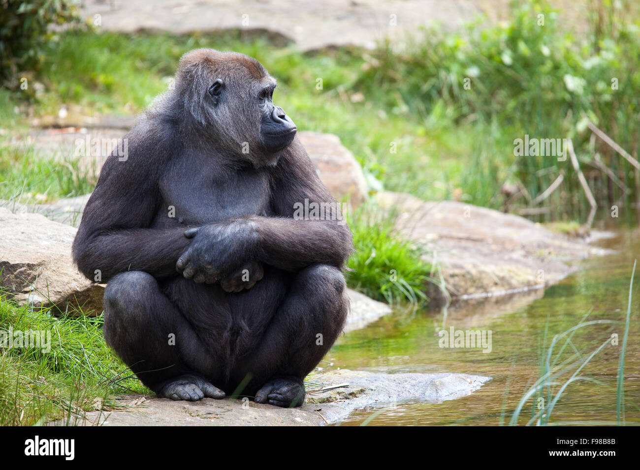 Weibliche gorillla Stockfoto