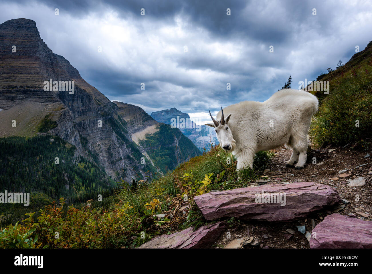 Rocky Mountain Goat vor Bearhat Berg im Glacier National Park, Montana Stockfoto