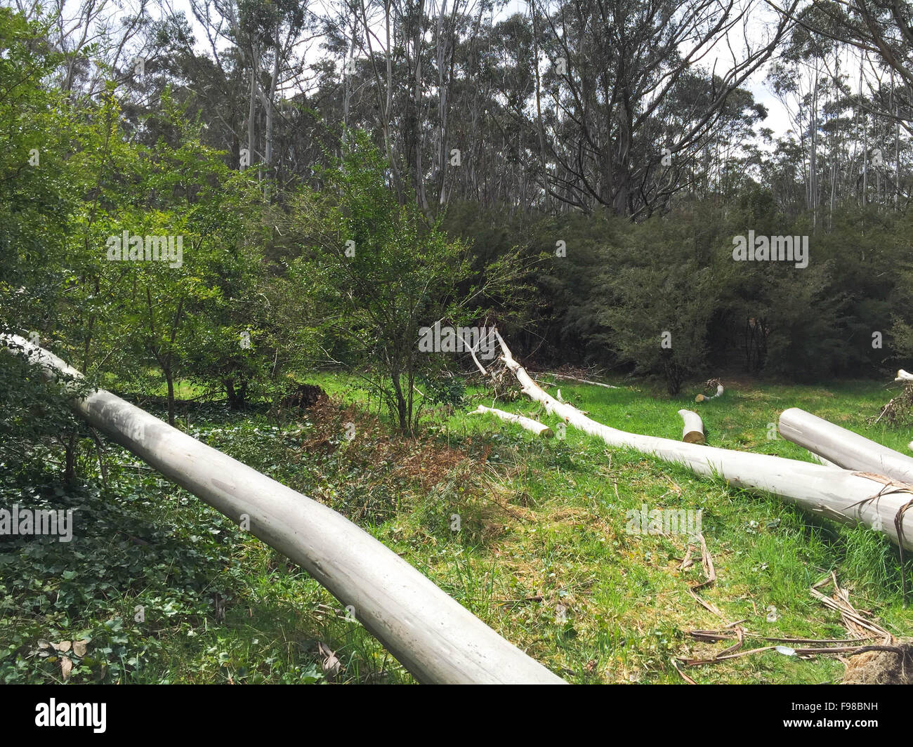 Bäume Fällen Stockfoto