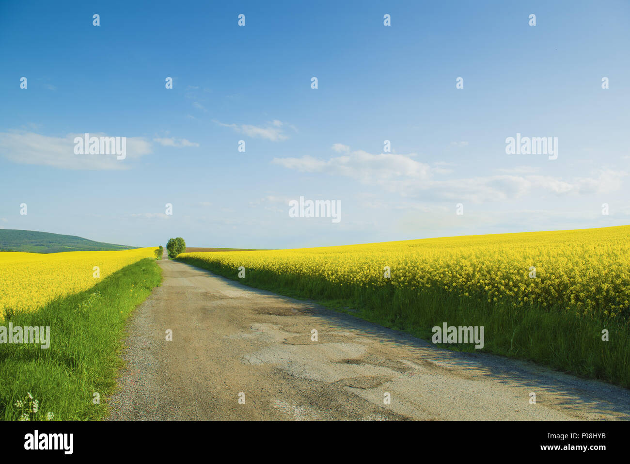 Landschaft Straße und gelben Raps Feld unter blauen Wolkenhimmel Stockfoto