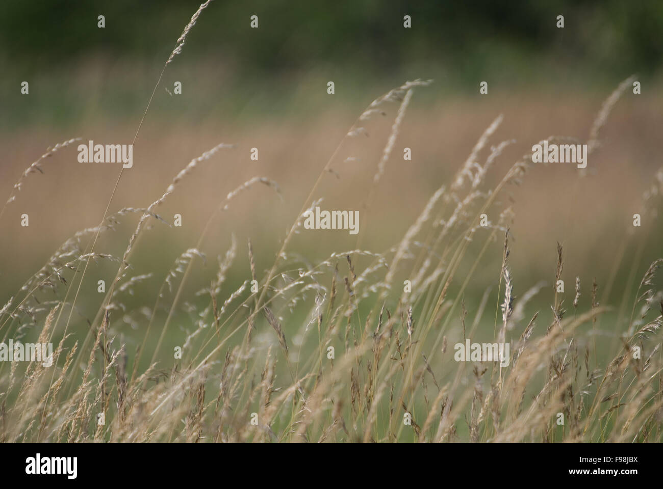 Wind in den Rasen (NIKON D80, 23.6.2007, 1/320 bei f/6.3; ISO 100; Weißabgleich: Auto; Brennweite: 500 mm) Stockfoto
