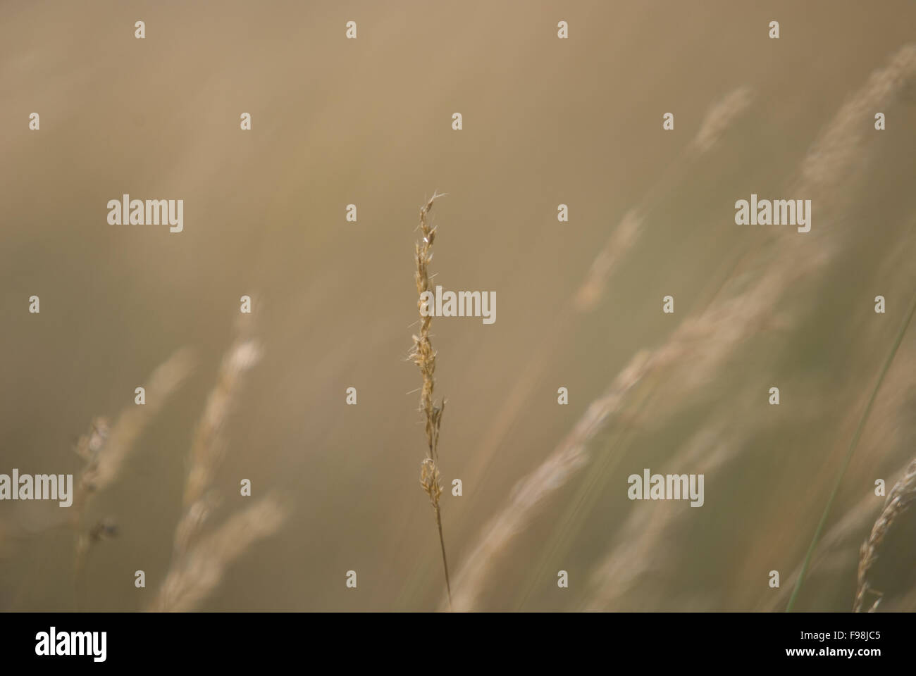 Wind in den Rasen (NIKON D80, 23.6.2007, 1/320 bei f/6.3; ISO 100; Weißabgleich: Auto; Brennweite: 500 mm) Stockfoto
