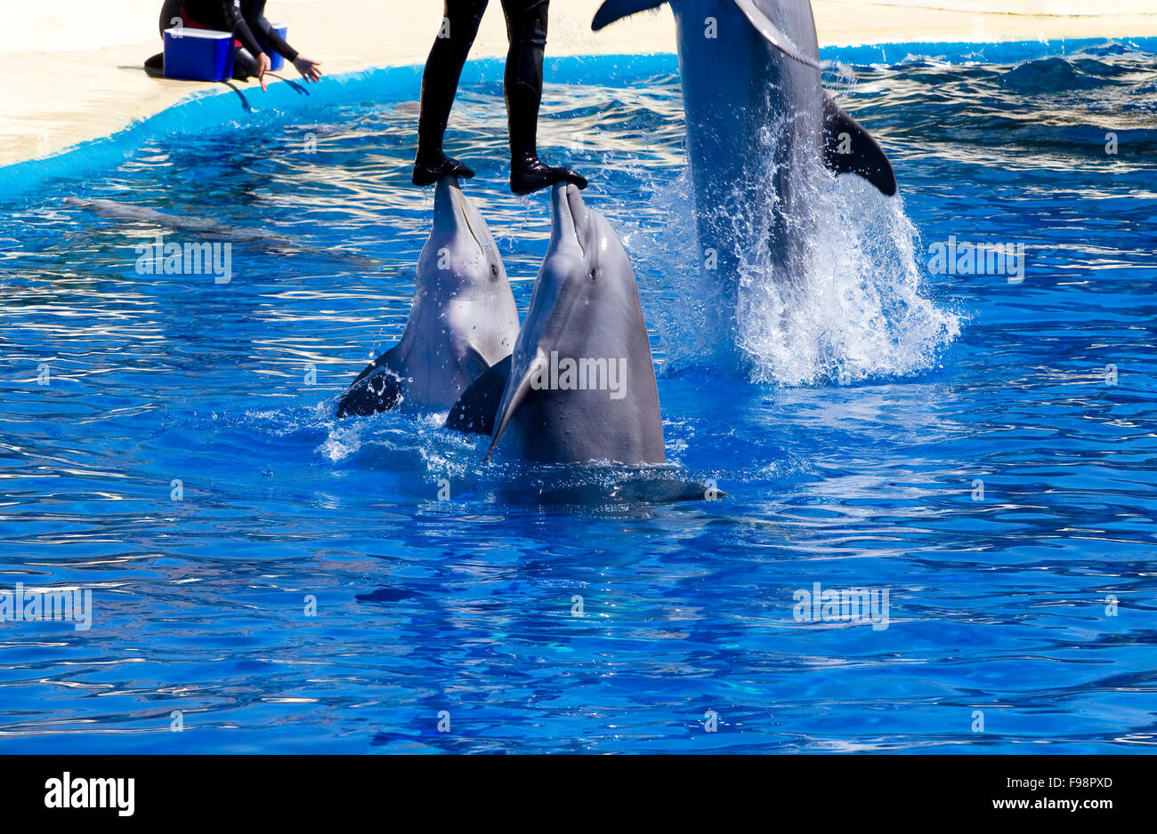 Delphin springen aus dem Wasser im Meer Stockfoto