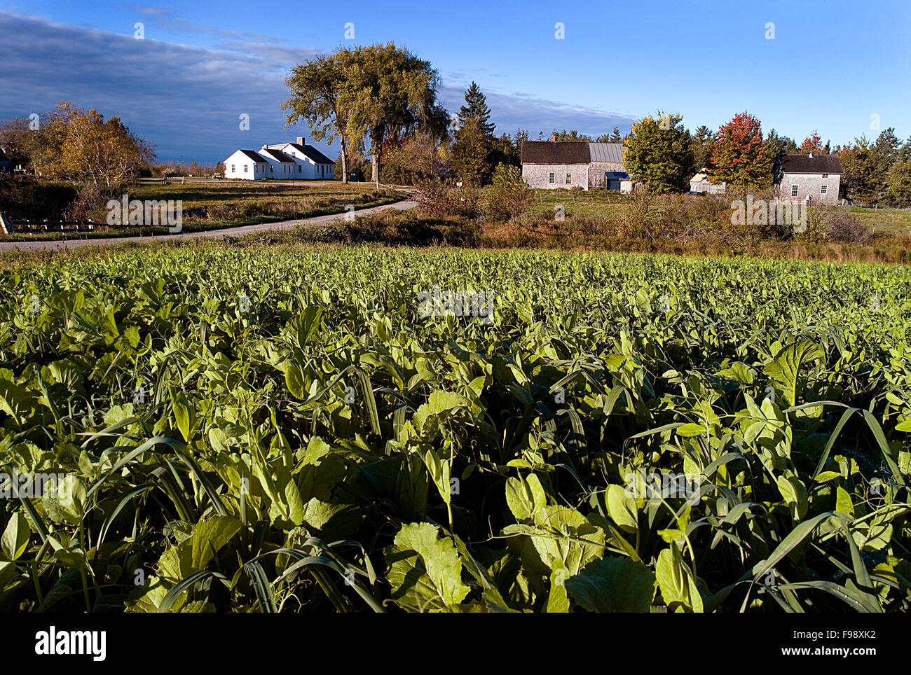 Traditionelle Bauernhöfe sind ein wichtiger Bestandteil der kulturellen Charakter der Maine. Stockfoto