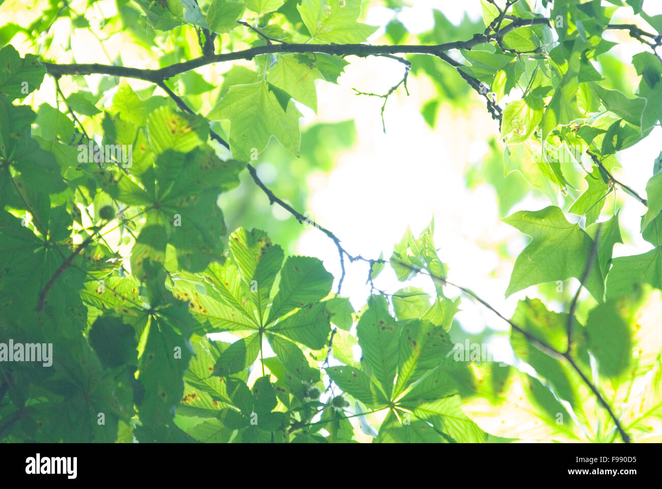 Baumkrone (NIKON D80, 10.6.2007, 1/160 bei f/6.3; ISO 800; Weißabgleich: Auto; Brennweite: 320 mm) Stockfoto