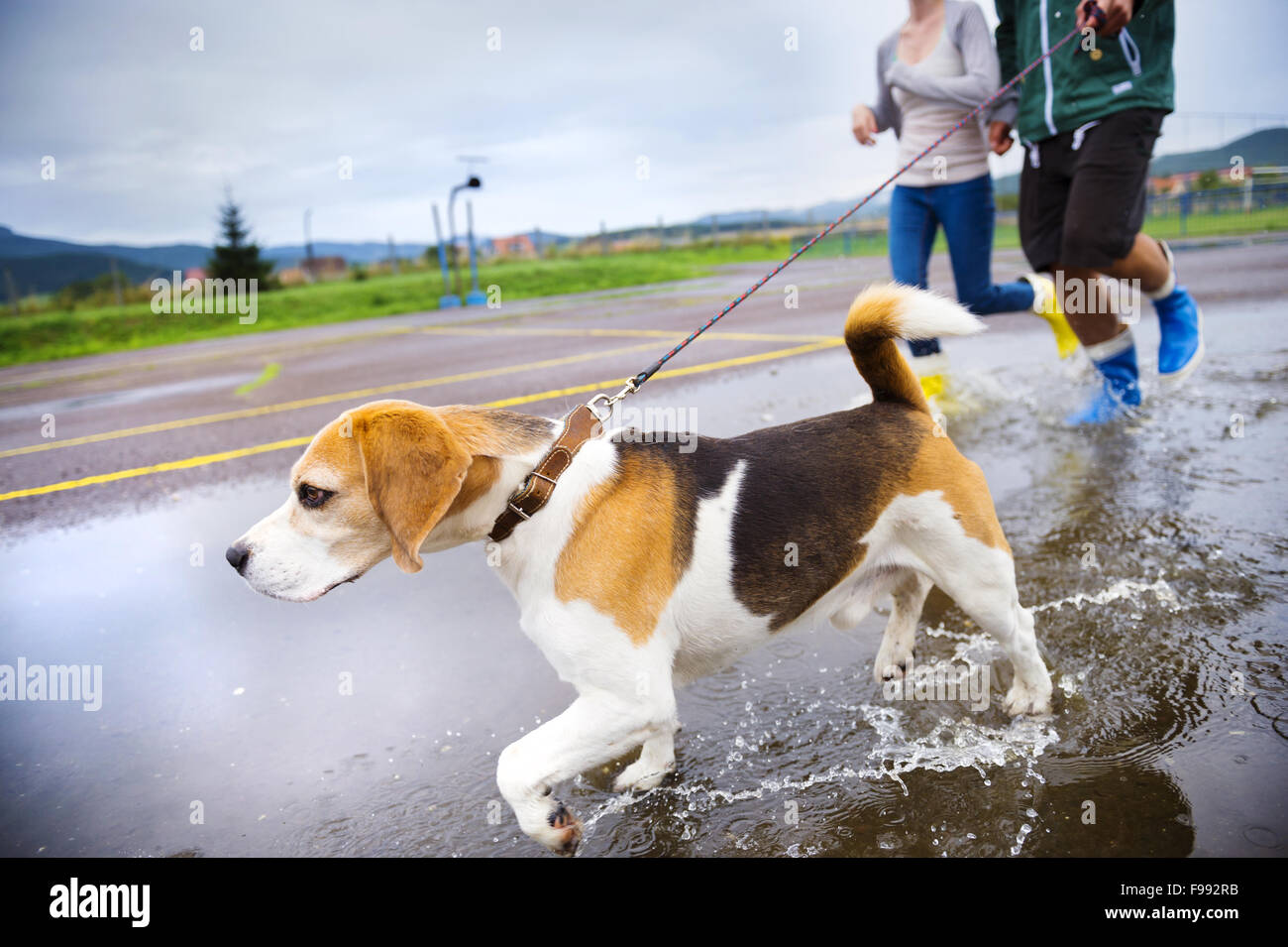Paar spazieren Hund im Regen. Details Gummistiefel in Pfützen planschen. Stockfoto