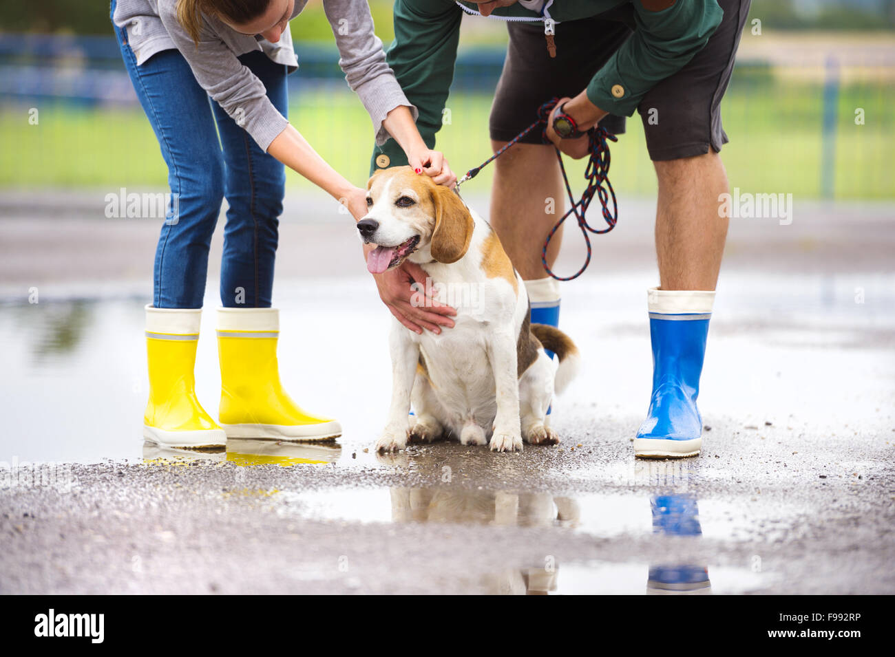 Paar spazieren Hund im Regen. Details Gummistiefel in Pfützen planschen. Stockfoto