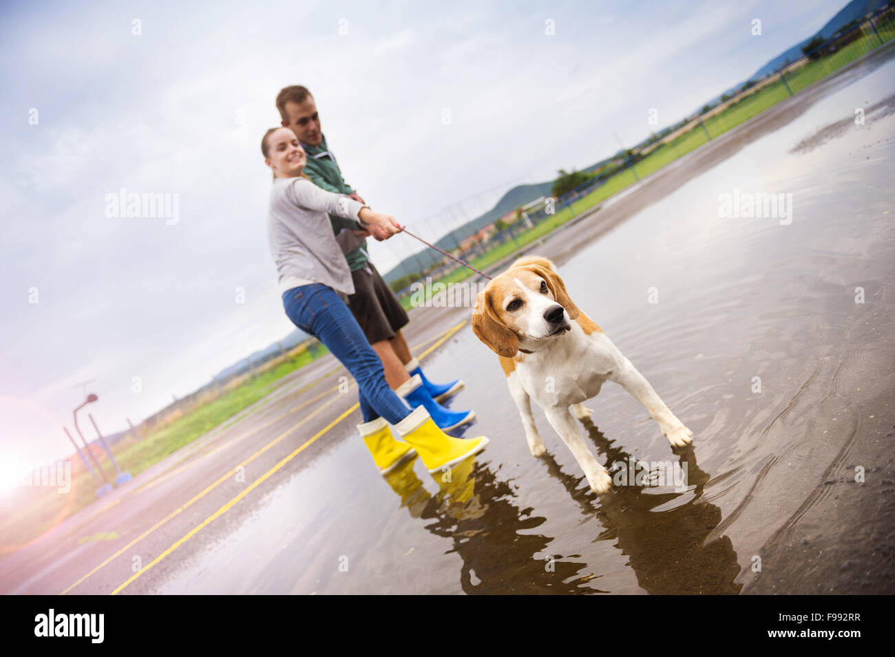 Junges Paar in bunten Gummistiefeln spazieren Beagle Hund im Regen. Stockfoto