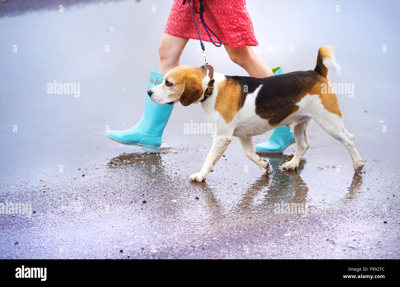 Unkenntlich junge Frau im Kleid und blauen Gummistiefeln gehen ihre Beagle-Hund auf Straße Stockfoto