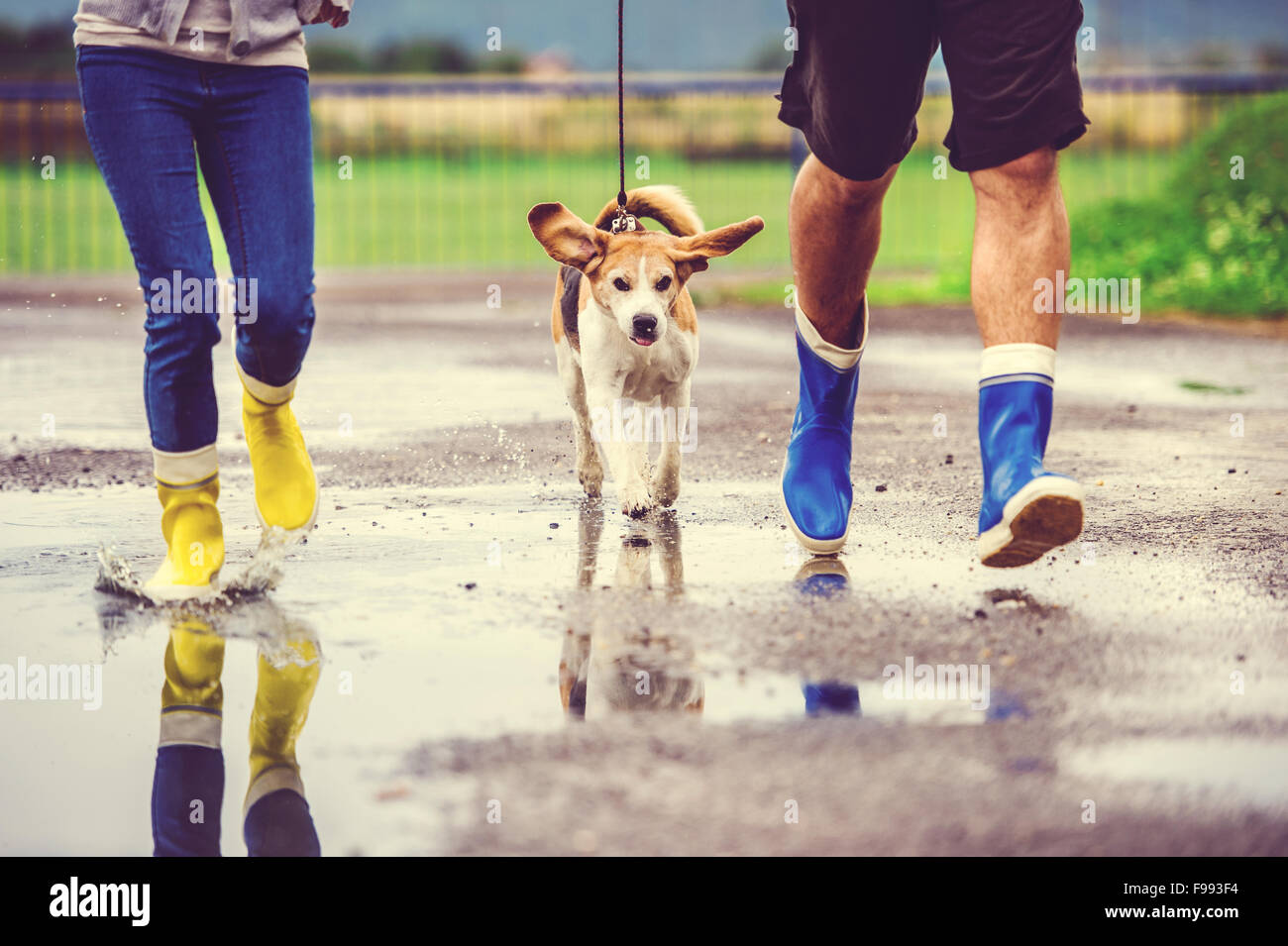 Junges Paar spazieren Hund im Regen. Details Gummistiefel in Pfützen  planschen Stockfotografie - Alamy