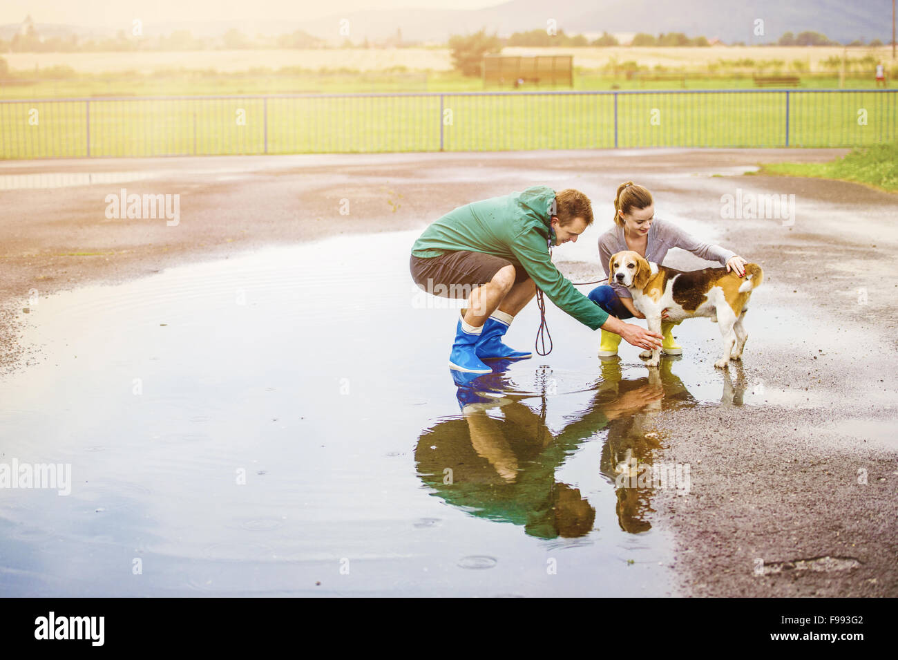 Junges Paar in bunten Gummistiefeln spazieren Beagle Hund im Regen. Stockfoto