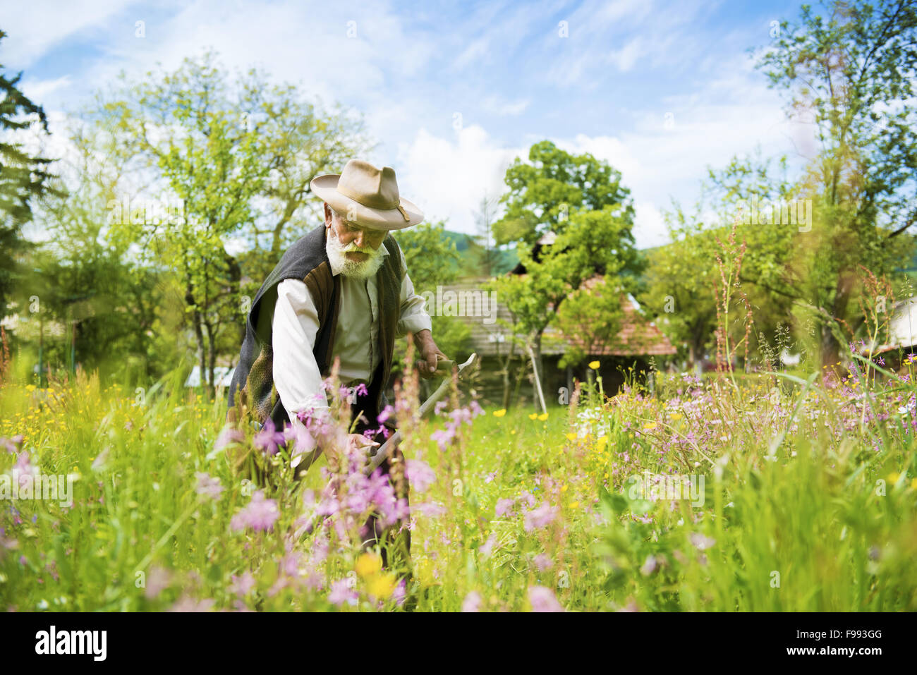 Alter Bauer mit Sense um zu mähen den Rasen traditionell mit Bart Stockfoto