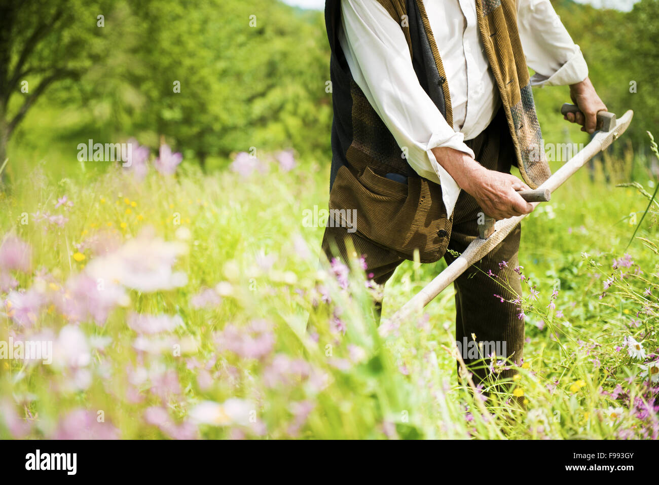 Nahaufnahme von senior Bauer mit Sense traditionell das Rasenmähen Stockfoto