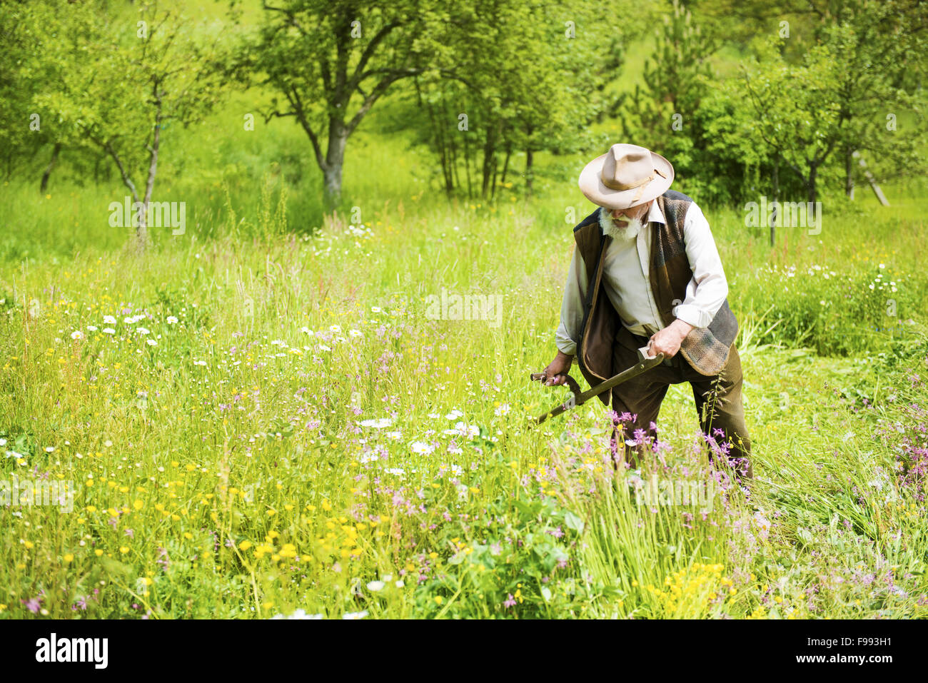 Alter Bauer mit Sense um zu mähen den Rasen traditionell mit Bart Stockfoto