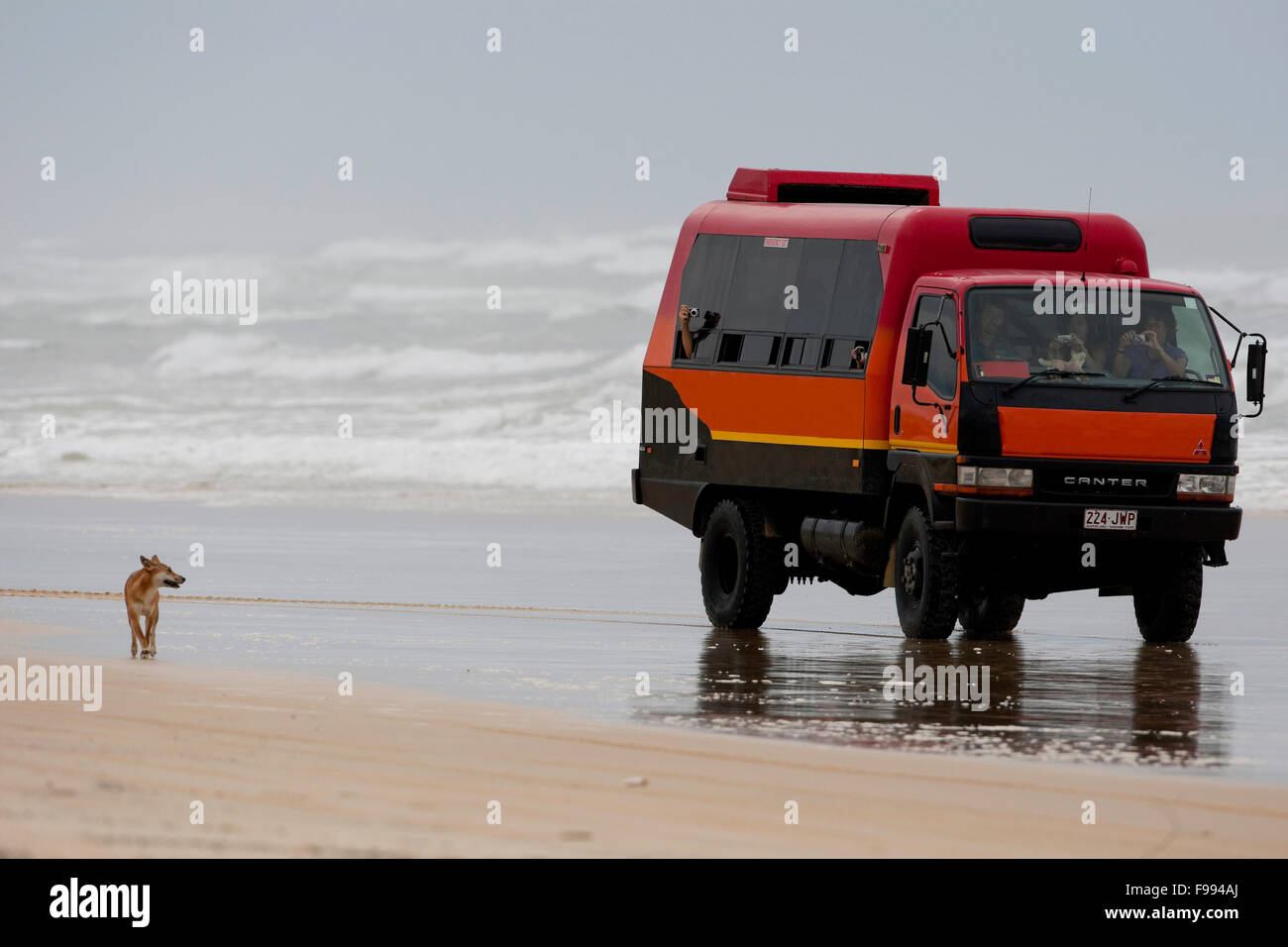 Dingo am Strand in der Nähe von Eurong, Fraser Island, Australien Stockfoto