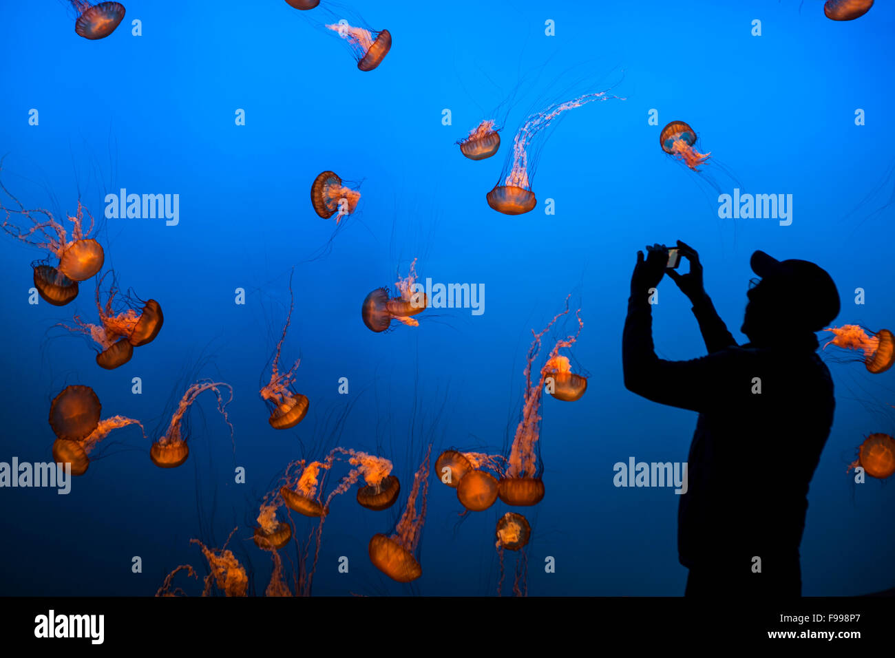 Mann nimmt ein Bild von einem Meer Brennnessel Jelly Fisch Tiere, Pflanzen und Algen auf der Unterseite des Ozeans. Stockfoto