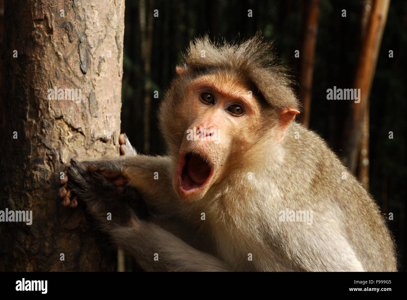 der Affe auf dem Baum Indien hautnah Stockfoto