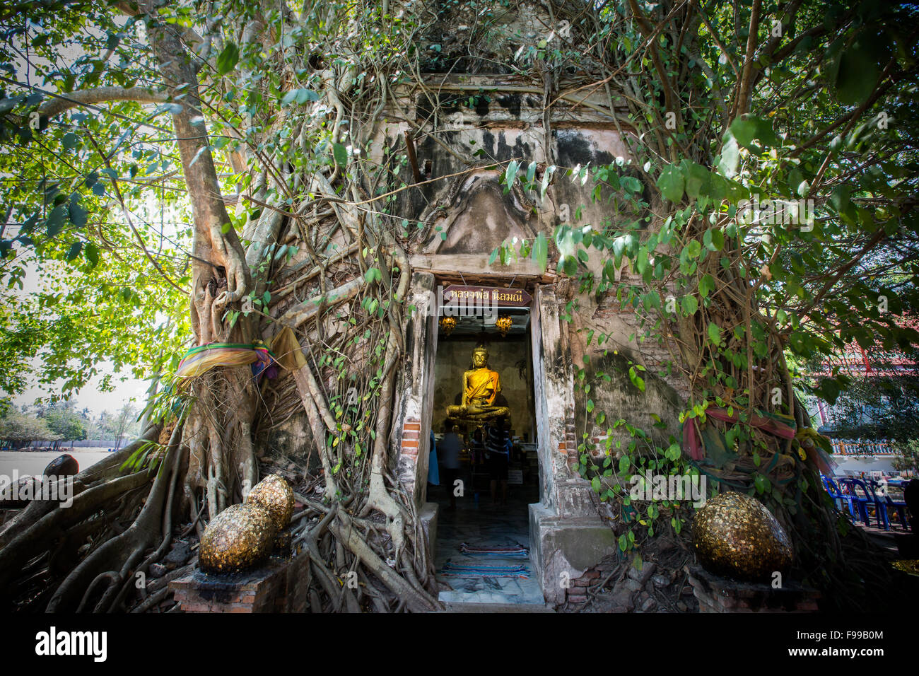 Buddha-Statue im Wat Bang Kung. Wat Bang Kung ist eine alte Tempel, der mit einem riesigen Banyanbaum - überwuchert worden Samut Songkhr Stockfoto