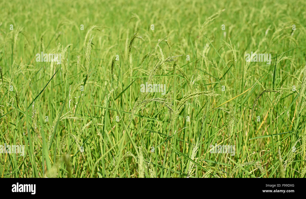 grüne Paddy Reis im Feld Werk Stockfoto