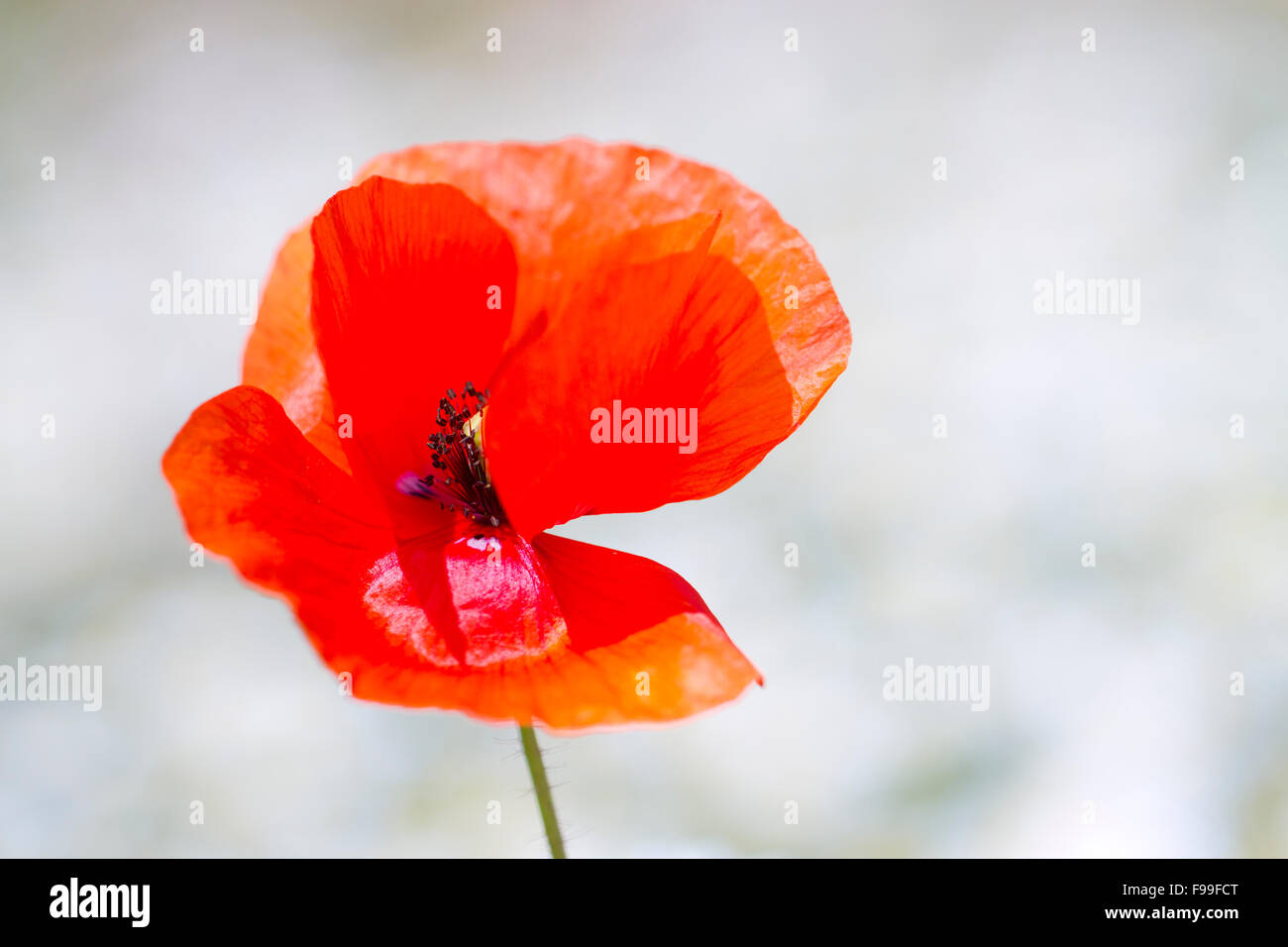 Klatschmohn (Papaver Rhoeas) Blüte unter Kamillenblüten. Causse de Gramat, Massif Central, viel Region, Frankreich. Mai. Stockfoto