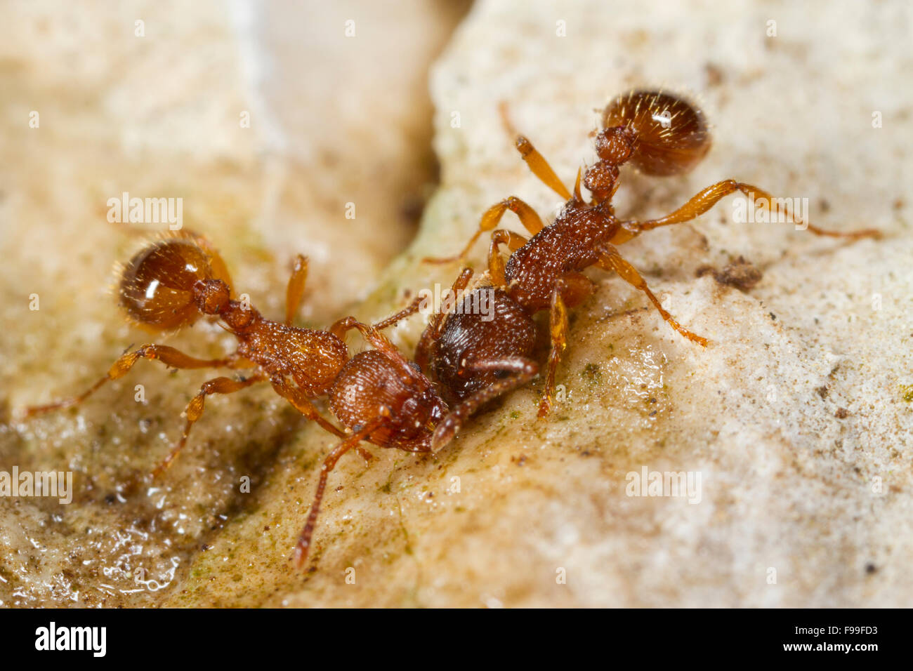 Ameise (Myrmica Art) Erwachsene Arbeitnehmer. Causse de Gramat, Massif Central, viel Region, Frankreich. Mai. Stockfoto
