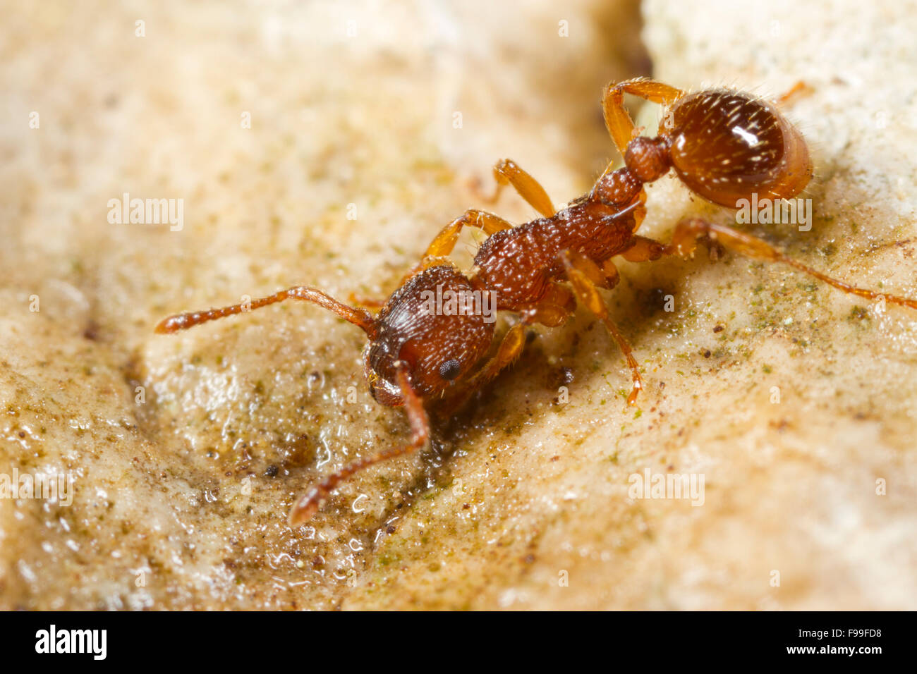 Ameise (Myrmica Art) Erwachsenen Arbeiter. Causse de Gramat, Massif Central, viel Region, Frankreich. Mai. Stockfoto