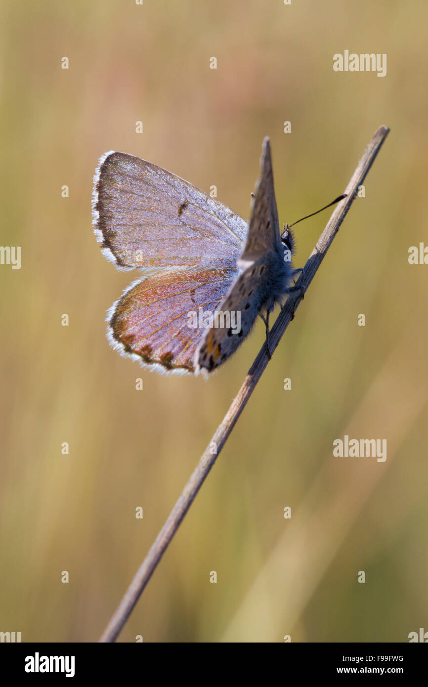 Schlagstock blauer Schmetterling (Pseudophilotes Baton) Männchen thront in der frühen Morgensonne. Causse de Gramat, Frankreich. Stockfoto