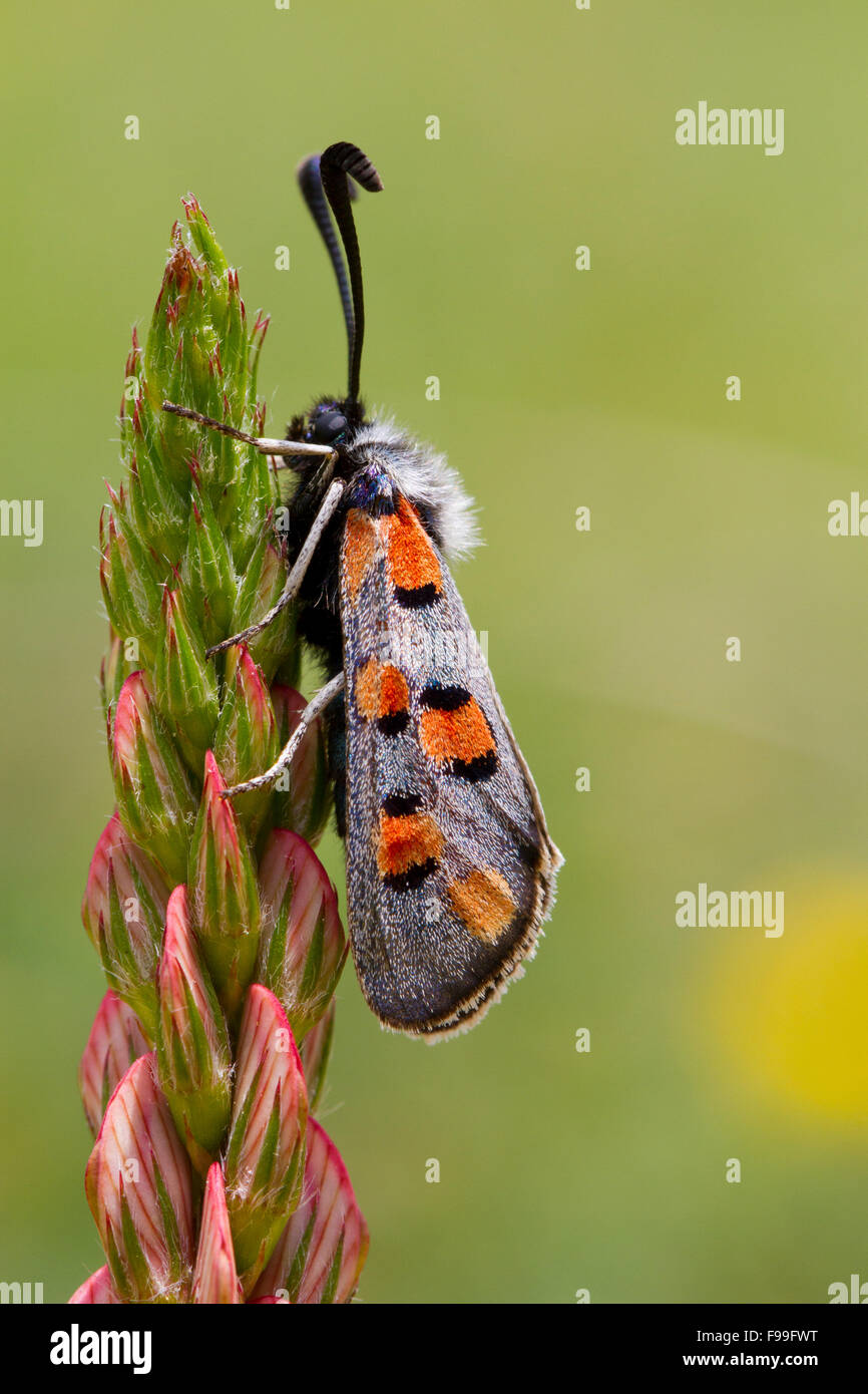 Burnet Motten (Zygaena Rhadamanthus) Erwachsenen Falter ruht auf einem Blütenstand Esparsette (Onobrychis Viciifolia). Ariege Pyrenäen. Stockfoto