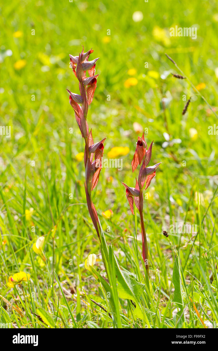 Lange Lippen Zunge Orchidee (Serapias Vomeracea) Blüte auf einer Wiese. Ariege Pyrenäen, Frankreich. Juni. Stockfoto