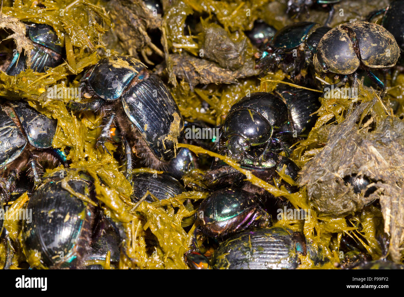 Mistkäfer (mehrere Geotrupes Arten) Erwachsene schwärmen in frischer Kuhmist vom ersten Vieh auf der Alm. Stockfoto