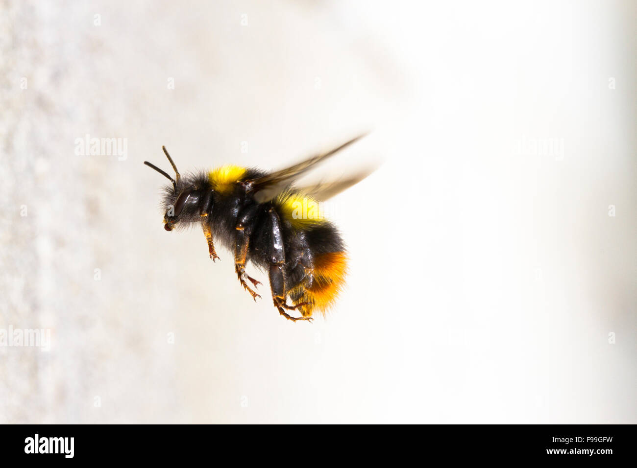 Frühe Hummel (Bombus Pratorum) Erwachsenen Arbeiter im Flug, nähert sich der Nesteingang in eine Betonmauer. Stockfoto