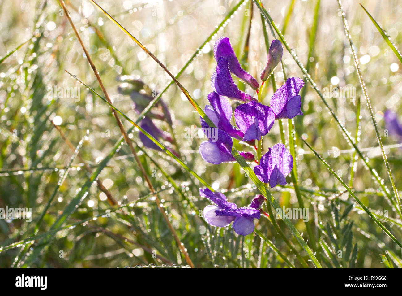 Falsche Esparsette (Vicia Onobrychioides) im Grünland an einem taufrischen Morgen blühen. Aude, französische Pyrenäen Frankreich, Juni. Stockfoto